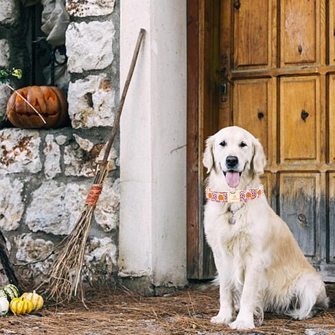 Lionheart glory Plaid Dog Collars Fall Halloween Dog Collar Heavy Durable Comfortable Adjustable Dog Collar for Medium Collar Dogs Female or Male Dog Collar Cute Pet Gift in Kuwait