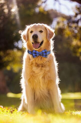 LYSA Dog and Cat Collars,Detachable Adjustable Bow Tie Collar, British Style Plaid Bowtie-Quality PU Leather and Durable Polyester-Plastic Buckle Light (M, BluePlaid) in Saudi Arabia