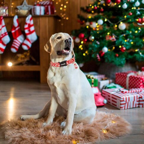 PTDECOR Christmas Dog Collar Adjustable Red Green Dog Collars Santa Box Dog Collars Christmas Collars for Large Dogs Pets (Christmas, Large) in Saudi Arabia