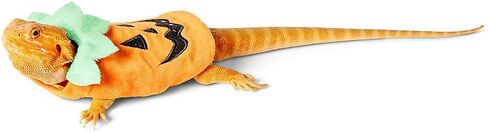 Thrills & Chills Bearded Dragon Reptile Holiday Halloween Costume Clothes Accessory Funny Cute Pumpkin in Saudi Arabia