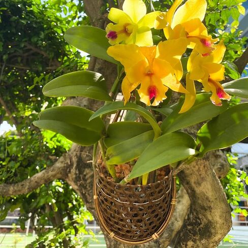 Handmade 100% Thai Bamboo Hanging Orchid Basket – 4 Inch Set of 3 in Saudi Arabia