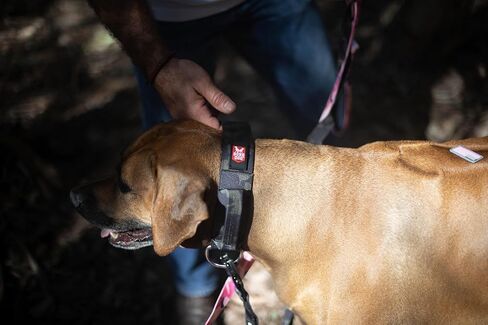 Boss Dog Tactical Collar, Teal, Large in Kuwait