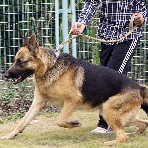 IronSeals Tactical Dog Training Bungee Leash Quick Release Buckle with Control Handle - CP Camouflage in Saudi Arabia