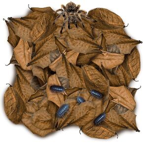 SunGrow 100 Pack Leaf Litter for Spider, Cricket & Isopod, Mini Catappa Dried Indian Almond Leaves, for Vivarium, Terrarium & Aquarium, Mimics Familiar Habitat & Perfect Hiding Spot, Terrarium Decor