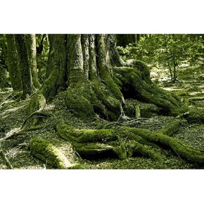 Reptile Habitat Background Huge Tree Incredible Moss Terrarium Background Tropical Jungle Aquarium Background Forest Rainforest Terrarium Backdrop Fish Tank Background Decor Vinyl 72x24in