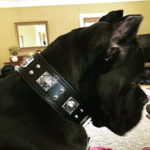 Bestia The Black Eros Collar for Big Dogs. 2.5 inch Wide & Soft Padded in Saudi Arabia