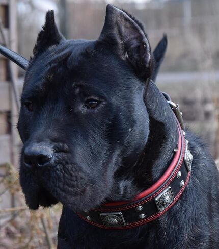 Bestia The Black Eros Collar for Big Dogs. 2.5 inch Wide & Soft Padded in Saudi Arabia