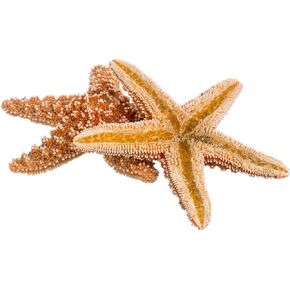 Sugar Starfish - 4" - 6" Real Large Brown Sugar Starfish - 2 pack - Real Starfish - Aquarium Natural Decorations - Star Fish for Crafts - Large Starfish - Large Aquarium Decor - Beach Starfish Décor