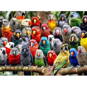 Kaleidoscope of Feathers: Premium 1000 Piece Jigsaw Puzzle for Adults by Cross & Glory - Unique Bird Artwork - Best Challenging Puzzles for Cognitive Workout - Eco-Friendly