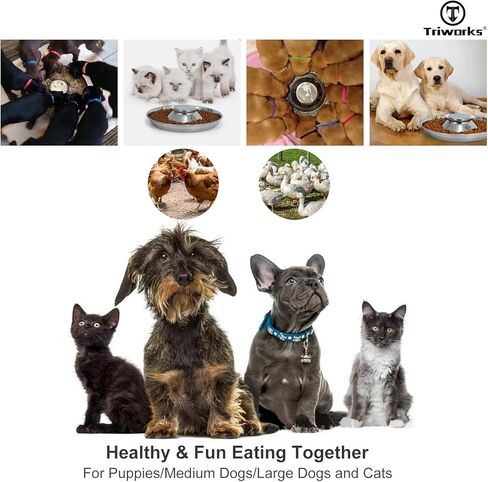 مجموعة من طبقين من الفولاذ المقاوم للصدأ للكلاب، أوعية من الفولاذ المقاوم للصدأ للجراء والقطط، وأطباق الفطام للفضلات، وأوعية تغذية متينة للكلاب والقطط من الفولاذ المقاوم للصدأ، حجم كبير in Kuwait