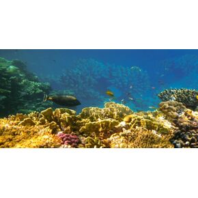 YongFoto Fish Tank Background 30x12 inch Aquarium Background Underwater Sea World Seaweed Coral Reef Rock Tropical Fish Backdrop Reptile Terrarium Background Bearded Dragon Habitat Background
