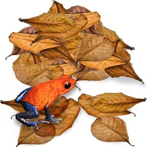 JOR 60 Pack Water Conditioner Leaves for Freshwater Betta & Shrimp Aquarium, Fin Rot Treatment Mini 2" Long Indian Almond Leaves, Leaf Lowers Tank's pH, Helps in Successful Breeding, Aquarium Décor