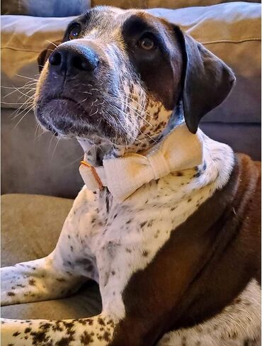 Lionheart glory Dog Bow Collar Pink Dog Collars for Female Dogs Adjustable Soft Dog Collars with Bowtie, Pet Collars Bow Tie for Large Dogs Gift in Kuwait