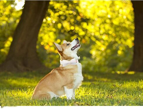 Lionheart glory Dog Bow Collar Pink Dog Collars for Female Dogs Adjustable Soft Dog Collars with Bowtie, Pet Collars Bow Tie for Large Dogs Gift in Kuwait