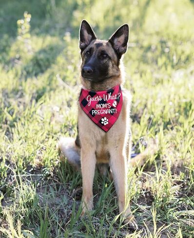 NTKIO مضحك الأحمر منقوشة القطن كلب الحمل الإعلان باندانا، تخمين ما أمي حامل، الجنس تكشف الصورة الدعامة وشاح للحيوانات الأليفة الكلب عشاق مالك هدية in Kuwait