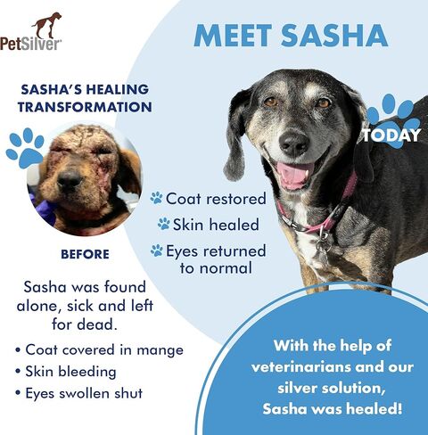 شامبو بيت سيلفر للكلاب يخفف حكة الجلد، البشرة الحساسة، يساعد في علاج الحساسية والحكة، غسول للقطط والكلاب، مصنوع من الفضة المخلبة، ورائحة الفانيليا والبرتقال، صنع في الولايات المتحدة الأمريكية، 8 أونصة. in Kuwait