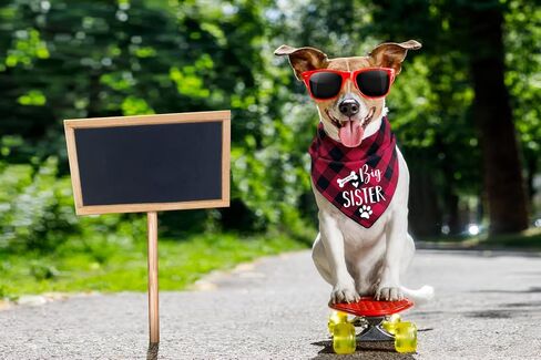 ptzizi مضحك قريبا لتكون الأخت الكبرى الأحمر منقوشة القطن مثلث كلب باندانا المرايل وشاح، صغير متوسط ​​كبير الفتيات كلب عيد ميلاد الدعائم الطرف لمحبي الكلاب الحيوانات الأليفة هدية in Kuwait