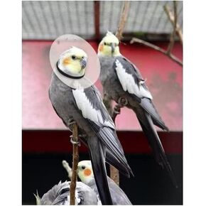 KVP Bird E-Collar, 3.2-3.5"/8"