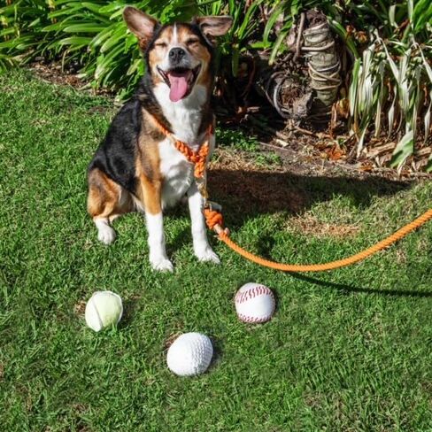 Sports Bag Hide and Seek Dog Toy, 3 Plush Balls with Squeakers, Basketball, Soccer Ball, Football in Kuwait