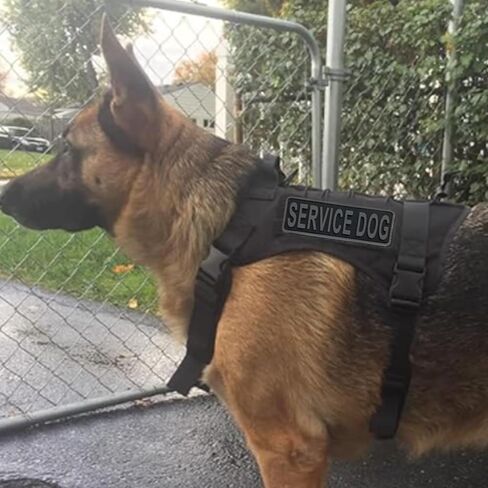 Service Dog Patch PVC Gold Yellow 6x2 inches Hook Back K9 Working Dog in Training PVC Tactical for Tactical Vest Harness K9 Collar (Black and Yellow, 6"x2") in Kuwait