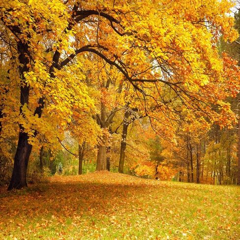 LYWYGG 10x10ft Fall Picture Backdrop Yellow Leaves Filled with Trees Autumn Scenery Vinyl Fall Photography Backdrops Studio Background Photo Backdrops Studio Props CP-63 in Kuwait