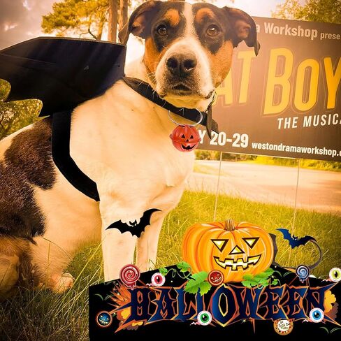 Dog Bat Wings Costume Halloween Pet Costume 3PCS Funny Cat Dog Wings with Leash Pumpkin Jingle Bell Cosplay Bat Clothes for Small Medium Large Dogs Puppy Holiday Outfit Dress (Bat Wings, Medium) in Kuwait