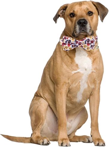 طوق الكلب في عيد الشكر مع عباد الشمس وجرس الخريف، أطواق الحيوانات الأليفة القابلة للتعديل للكلاب (اليقطين، صغير) in Kuwait