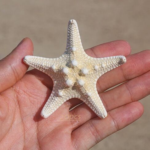 Large starfish, 5-6inch/13-15cm, natural real starfish, starfish decor, star fish shells decorations Flat Sea Stars for beach Crafts, Wedding Ocean Themed Home Accent Decor in Saudi Arabia
