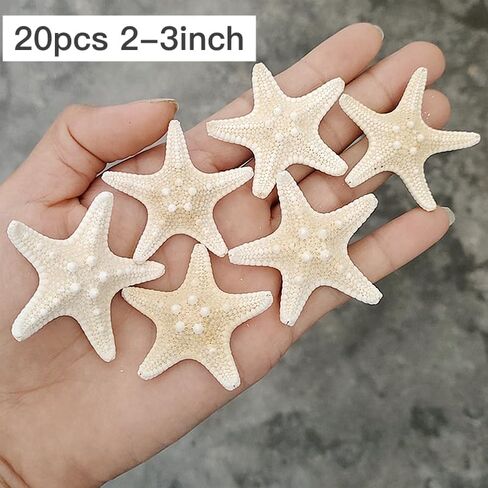 Large starfish, 5-6inch/13-15cm, natural real starfish, starfish decor, star fish shells decorations Flat Sea Stars for beach Crafts, Wedding Ocean Themed Home Accent Decor in Saudi Arabia