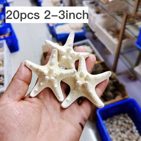 Large starfish, 5-6inch/13-15cm, natural real starfish, starfish decor, star fish shells decorations Flat Sea Stars for beach Crafts, Wedding Ocean Themed Home Accent Decor in Saudi Arabia