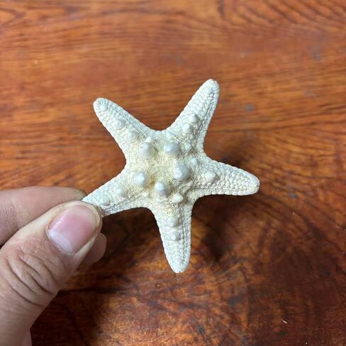 Large starfish, 5-6inch/13-15cm, natural real starfish, starfish decor, star fish shells decorations Flat Sea Stars for beach Crafts, Wedding Ocean Themed Home Accent Decor in Saudi Arabia