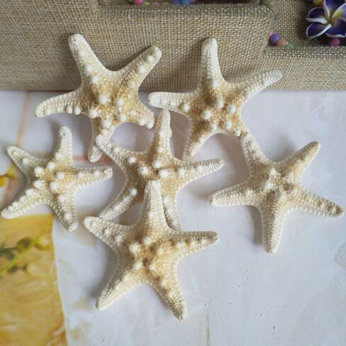 Large starfish, 5-6inch/13-15cm, natural real starfish, starfish decor, star fish shells decorations Flat Sea Stars for beach Crafts, Wedding Ocean Themed Home Accent Decor in Saudi Arabia