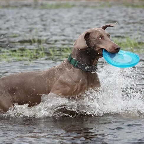 طوق كلب مقاوم للماء من PET ARTIST، طوق كلب من المطاط الناعم قابل للغسل، طوق كلب من السيليكون مع مشبك سريع التحرير، مقاوم للرائحة وخفيف الوزن وطوق كلب أخضر قابل للتعديل للكلاب الصغيرة، مقاس صغير in Kuwait