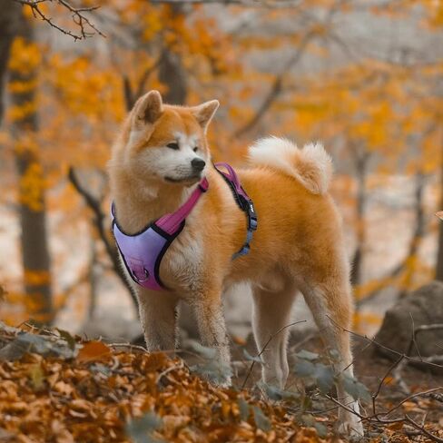 QQPETS No Pull Dog Harness with 2 Leash Clips，Adjustable Soft Padded Dog Vest, Reflective Outdoor Pet Oxford Vest with Easy Control Handle for Small to Large Dogs Walking Training in Kuwait