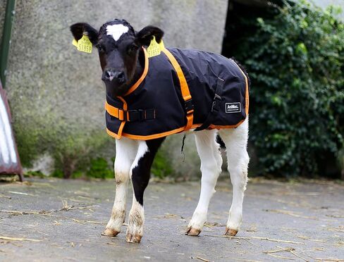 AniMac Super Calf Jacket for Calves, Sheep, Alpaca, Goats and Dogs – Premium Waterproof Livestock Coat – Breathable – Synthetic – Machine Washable in Saudi Arabia