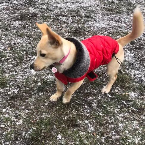 2 قطعة طوق الكلب الجرو مع الماس الكريستال، كريستال الماس القط طوق جلد الغزال الناعم هريرة جرو الياقات للحيوانات الأليفة الصغيرة والمتوسطة in Kuwait