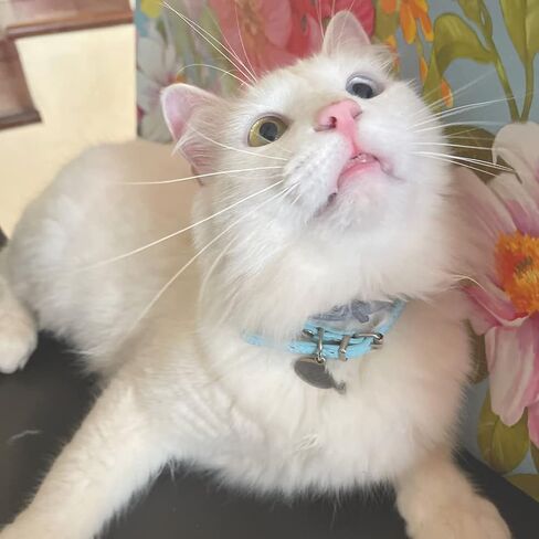 2 قطعة طوق الكلب الجرو مع الماس الكريستال، كريستال الماس القط طوق جلد الغزال الناعم هريرة جرو الياقات للحيوانات الأليفة الصغيرة والمتوسطة in Kuwait