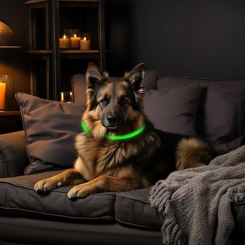 LED Dog Collar - Parent (Yellow, Large) in Saudi Arabia