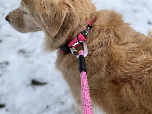 Waterproof Dog Collar with Apple AirTag Holder – Adjustable, Durable, Ideal for Small to Large Dogs in Kuwait
