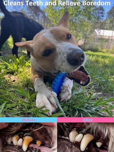 Dog Chew Toys 3-Pack - Puppy Teething Toys for Small to Medium Dogs, Natural Rubber-Coated Tough Nylon for Teething Puppies, Provide The Perfect Balance Between Durability and Softness, Blue in Kuwait