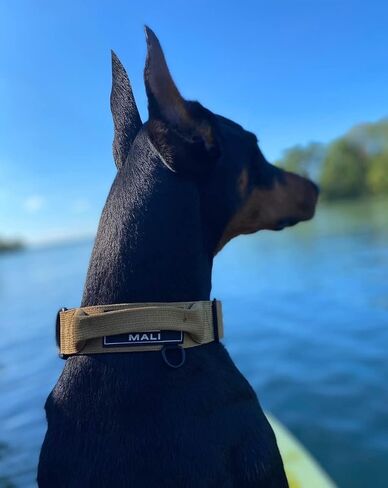 MALI Dog Collar - 18 Colors -Adjustable Heavy Duty Nylon Collar with Quick-Release Metal Buckle in Saudi Arabia