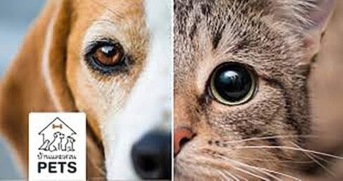 (Pack of 2) x 10ml Kary UNI Pet Eye Drops Cataracts & Gentle Formula, Promotes Eye Clarity & Dryness Eye in PPL Pets & All Animals Dogs, Cats Pet Care Eye Ointment Drops in Saudi Arabia