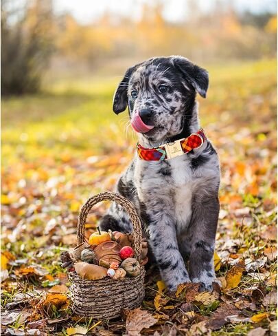 Lionheart glory Plaid Dog Collars Fall Halloween Dog Collar Heavy Durable Comfortable Adjustable Dog Collar for Medium Collar Dogs Female or Male Dog Collar Cute Pet Gift in Kuwait