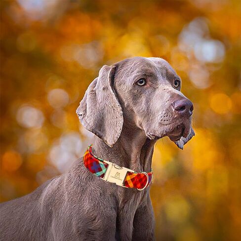 Lionheart glory Plaid Dog Collars Fall Halloween Dog Collar Heavy Durable Comfortable Adjustable Dog Collar for Medium Collar Dogs Female or Male Dog Collar Cute Pet Gift in Kuwait