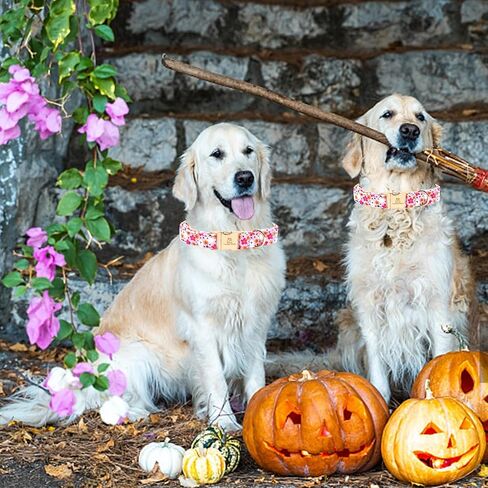 Lionheart glory Plaid Dog Collars Fall Halloween Dog Collar Heavy Durable Comfortable Adjustable Dog Collar for Medium Collar Dogs Female or Male Dog Collar Cute Pet Gift in Kuwait