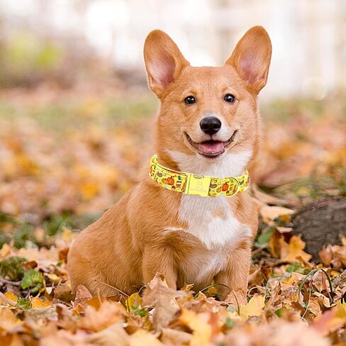 Lionheart Glory أطواق الكلاب الخريف الهالوين ياقة اليقطين الكلب ثقيل مريح قابل للتعديل طوق الكلب الوردي للكلاب ذات الياقات المتوسطة والبنات والأولاد طوق الكلب هدية لطيفة للحيوانات الأليفة in Kuwait
