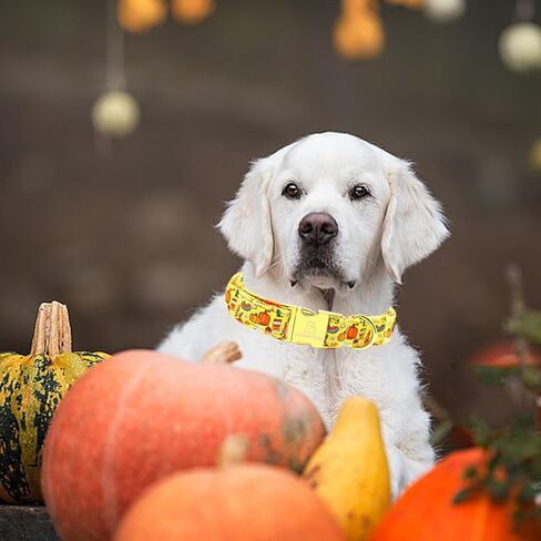 Lionheart Glory أطواق الكلاب الخريف الهالوين ياقة اليقطين الكلب ثقيل مريح قابل للتعديل طوق الكلب الوردي للكلاب ذات الياقات المتوسطة والبنات والأولاد طوق الكلب هدية لطيفة للحيوانات الأليفة in Kuwait