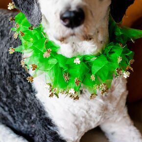 Midlee St. Patrick's Day Shamrock Decorative Dog Collar- Green & Gold 4 Leaf Clover Pet Accessory- Small