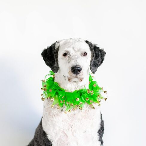 Midlee St. Patrick's Day Shamrock Decorative Dog Collar- Green & Gold 4 Leaf Clover Pet Accessory- Small in Saudi Arabia