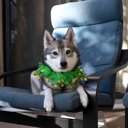 Midlee St. Patrick's Day Shamrock Decorative Dog Collar- Green & Gold 4 Leaf Clover Pet Accessory- Small in Saudi Arabia